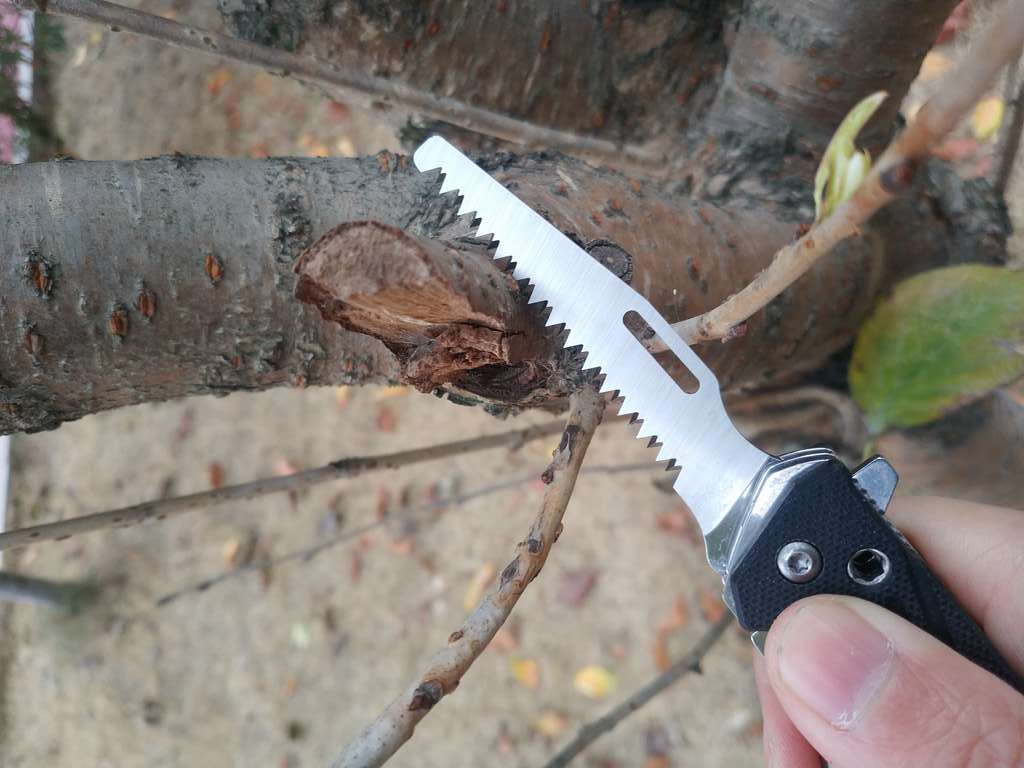 三刃木折叠小刀户外测评,三刃木折叠小刀怎么玩