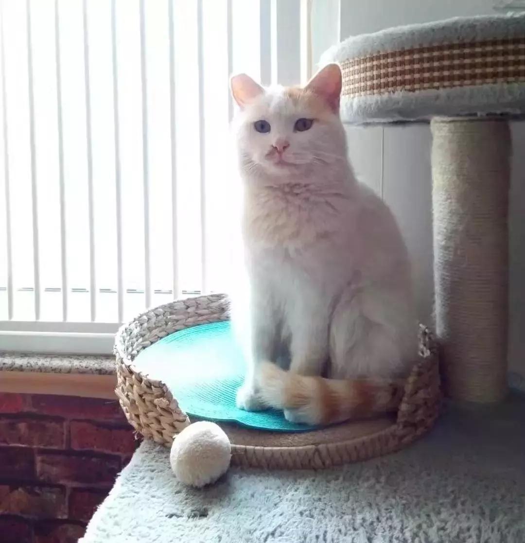 给它们一个家|线上宠物领养日,201903102