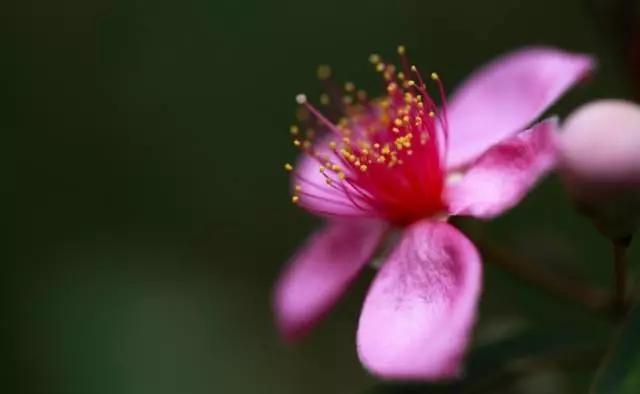 云南特产山货血三七,云南独有的44种野菜