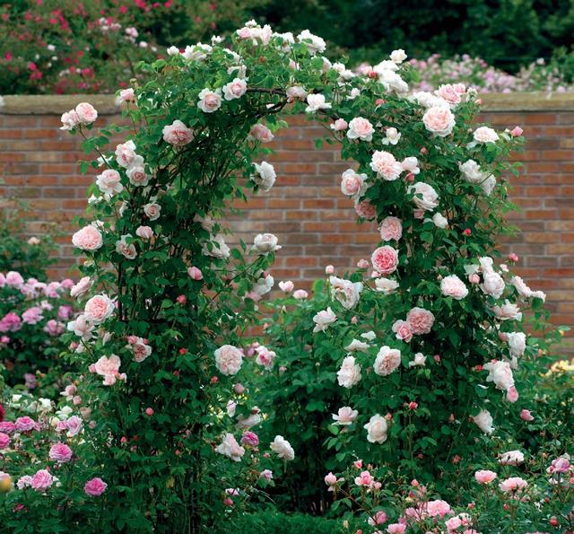 家里种了一颗爬墙花,家里种爬藤蔷薇好吗