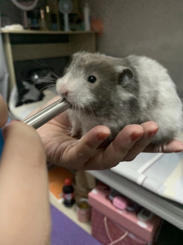 如何与金丝熊搞好关系,金丝熊对人有感情吗