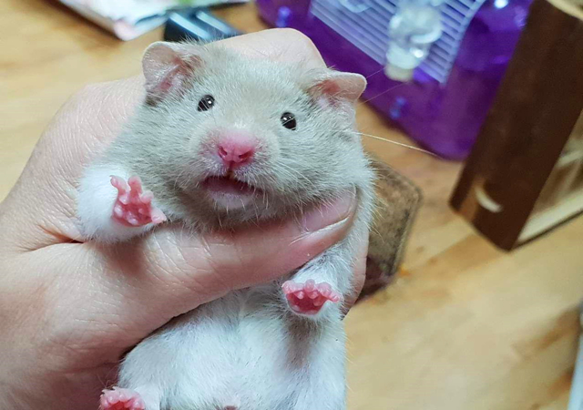 仓鼠逃跑被抓满脸沮丧,只因主人用了抓老鼠的方法,让它很没面子