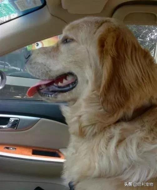 金毛到底有多聪明,金毛聪明排名第几