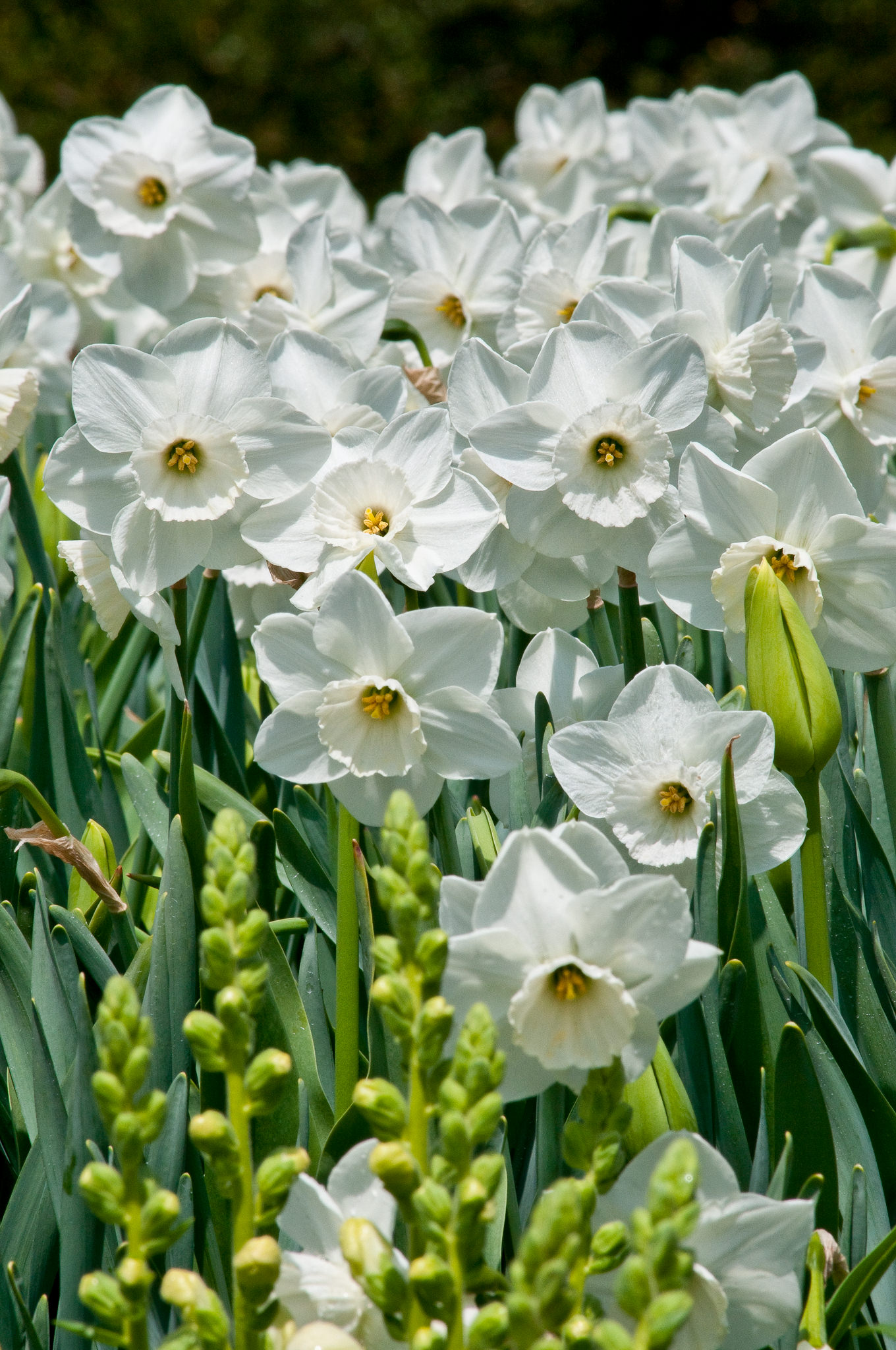绿山墙的安妮内容概括英文,绿山墙的安妮大概解读