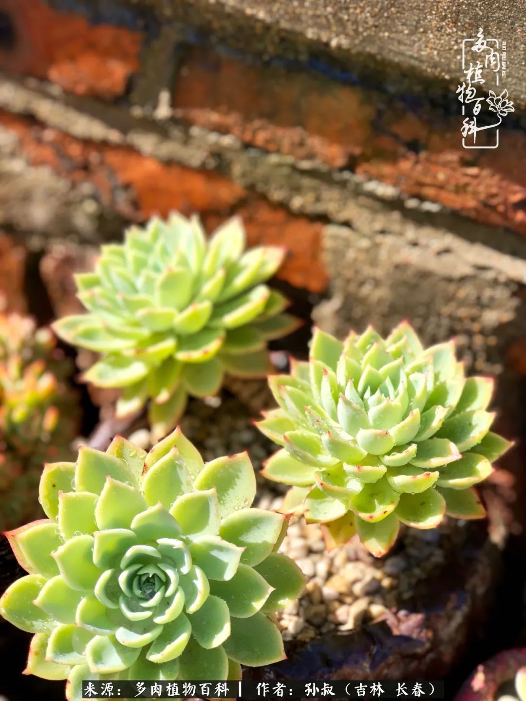 与多肉一起成长,与多肉相伴