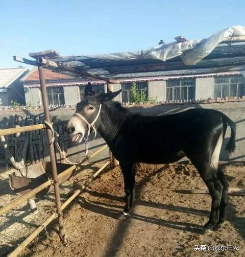 驴肉价格为啥差那么多,驴肉市价