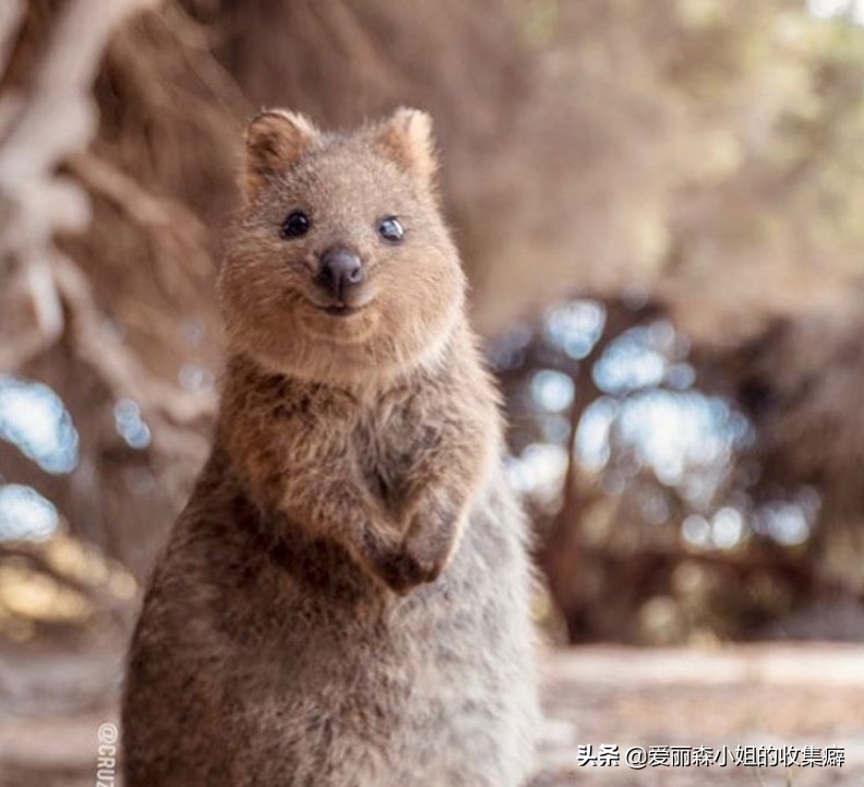 为什么我们会微笑?10个关于微笑袋鼠的萌萌秘密