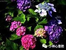 中药药材大全及功效,补肾中药大全及功效