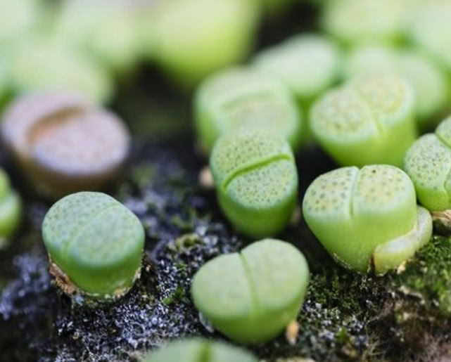 养生石花需要肥料吗,养生石花的养殖方法