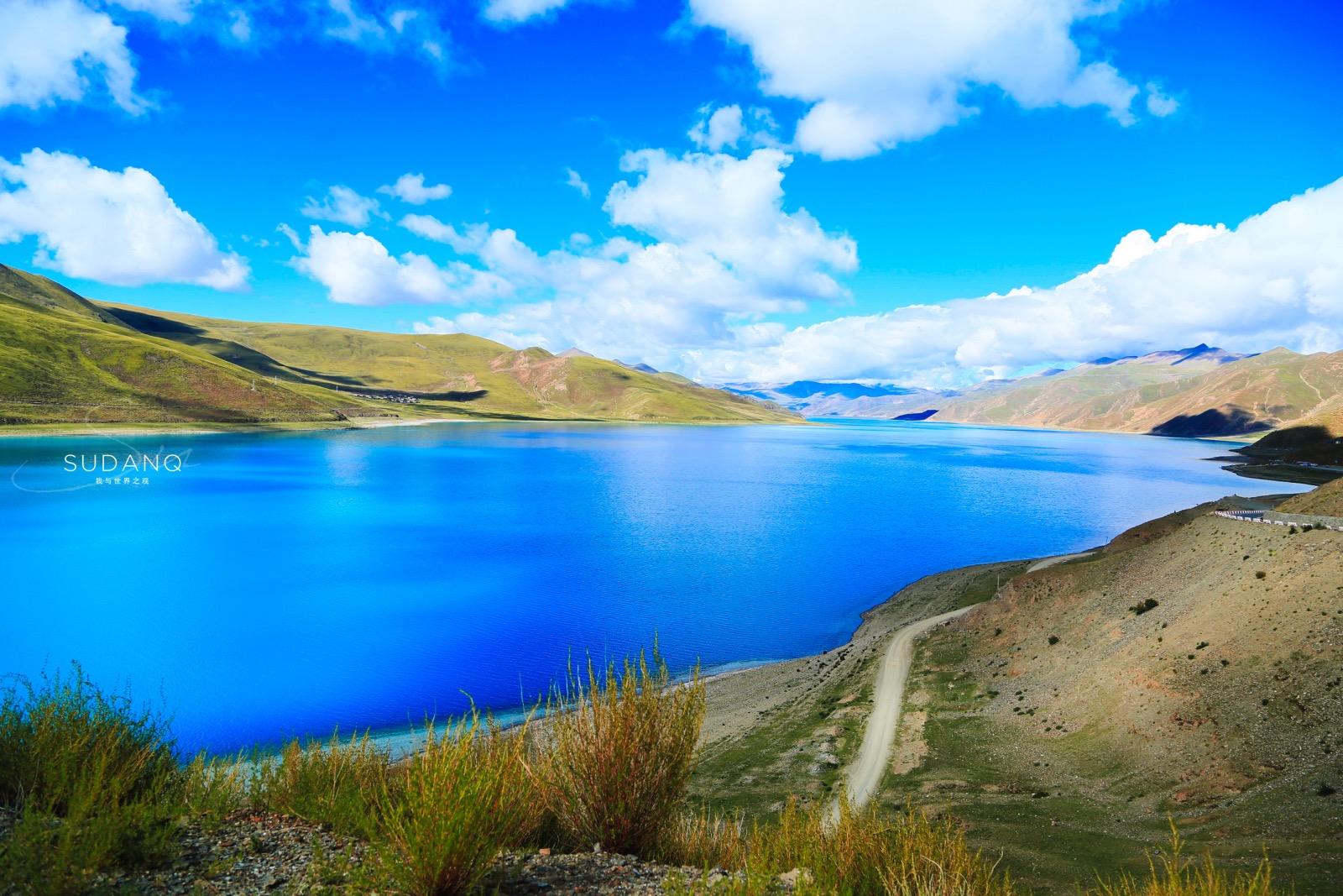 世界上最凶猛的三大猛犬,世界上最凶猛又忠诚的犬