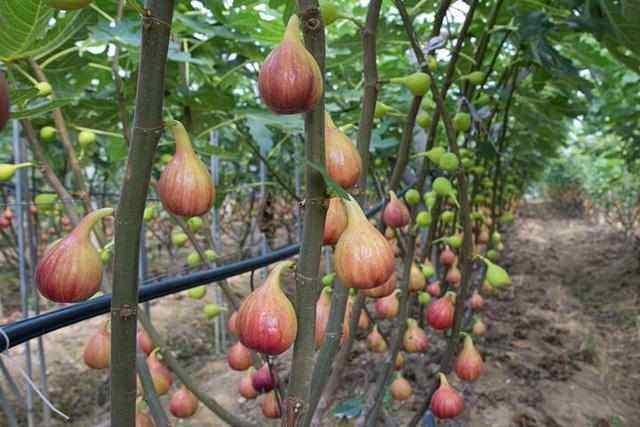 无花果高效种植,无花果怎么种好吃