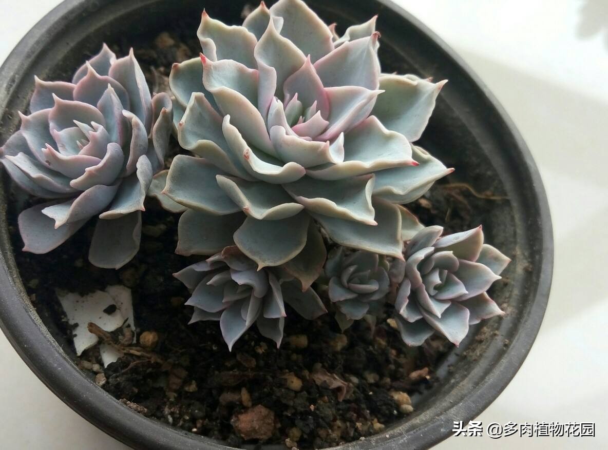 多肉品种蓝石莲怎么养殖,多肉蓝石莲养殖方法和注意事项