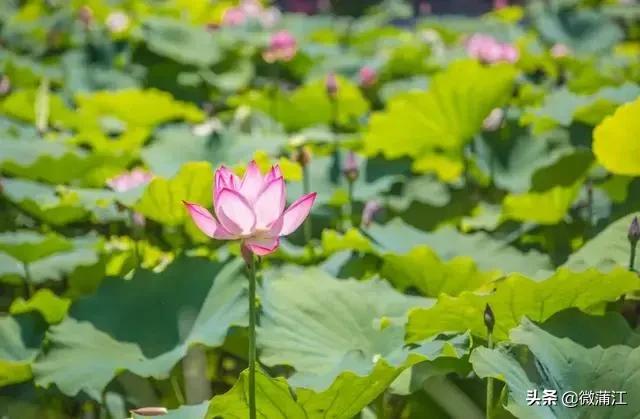 蒲江乡村风光,四川十大贫困县蒲江