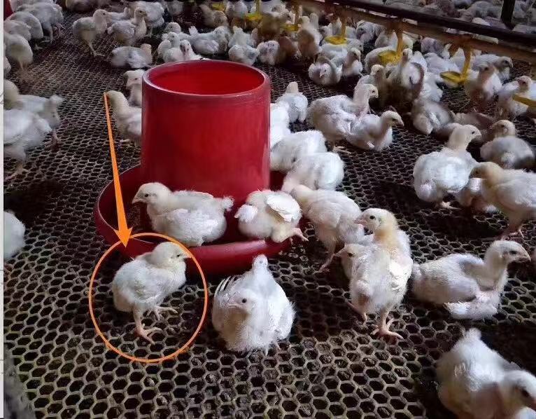 鸡状态不佳是什么原因,为什么鸡长不大