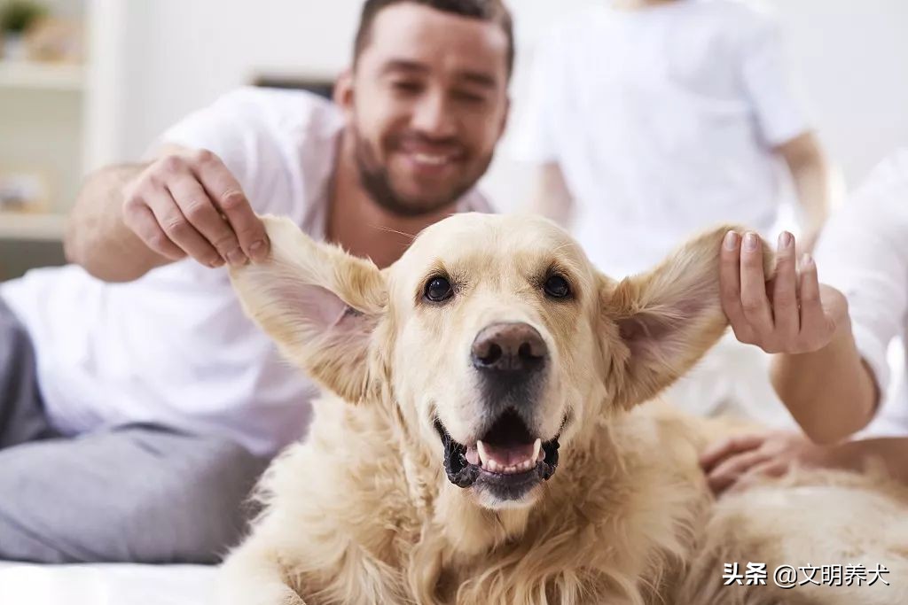 狗狗经常有耳螨是什么原因,狗狗耳螨药滴多了一直摇头怎么办