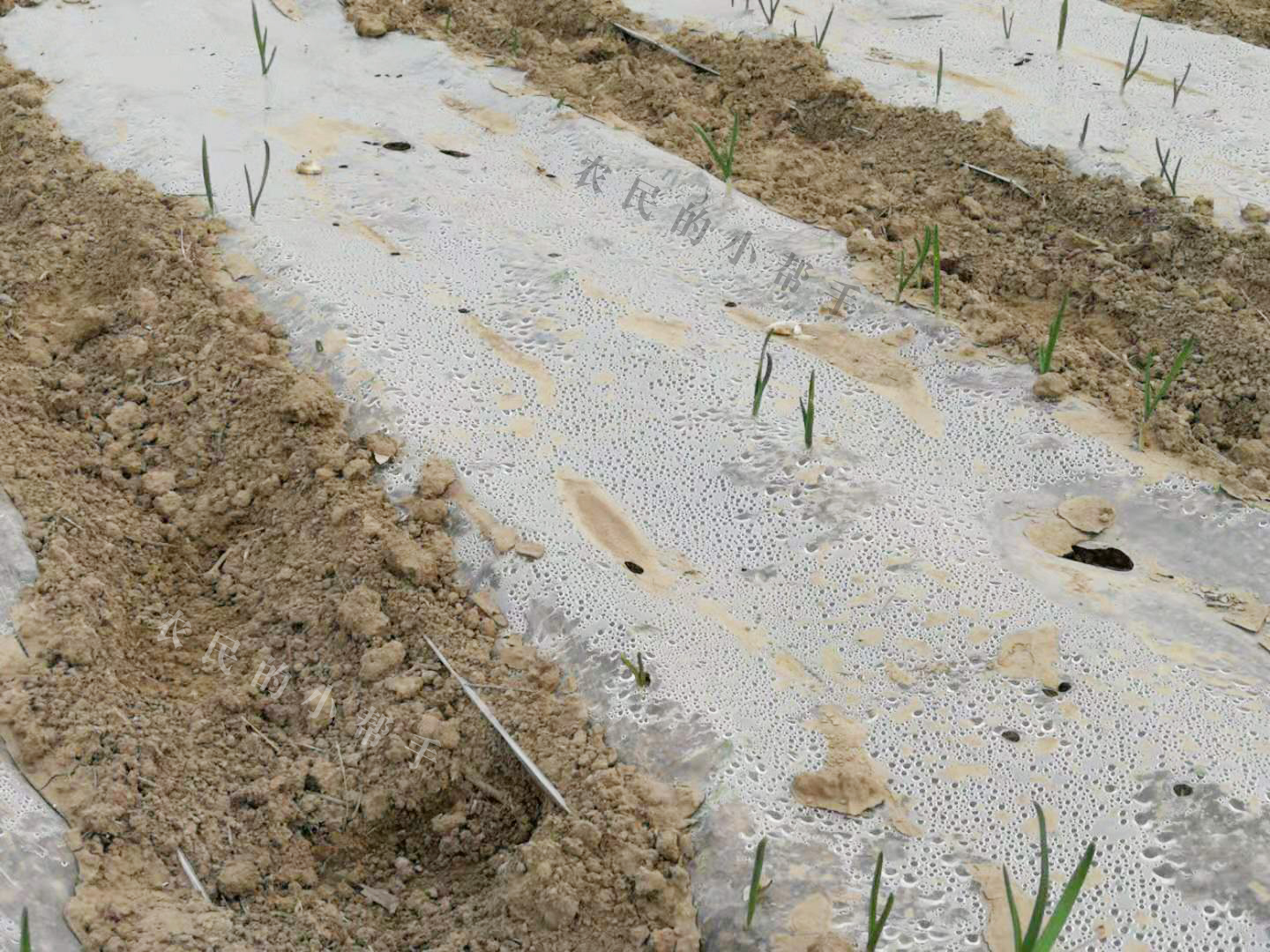 大蒜小苗长得细怎么回事,大蒜幼苗弱苗现在怎样管理