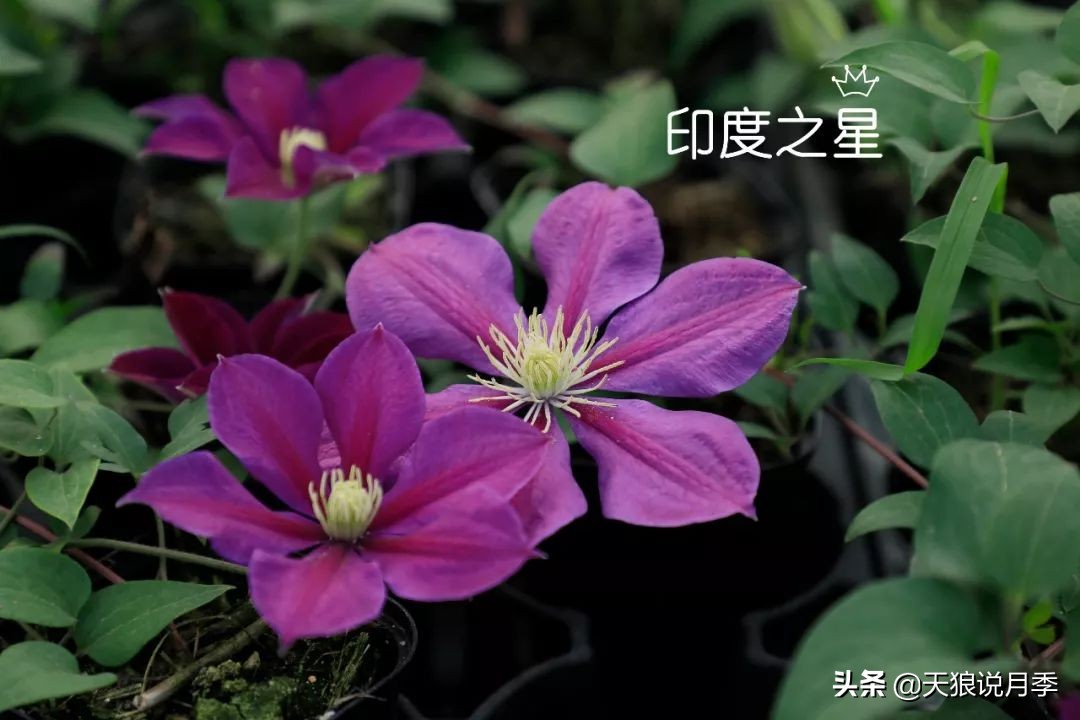 10元3棵铁线莲苗多色,铁线莲苗圃视频