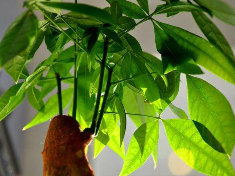 发财树黄叶怎么办五种方法,发财树黄叶落叶怎么挽救