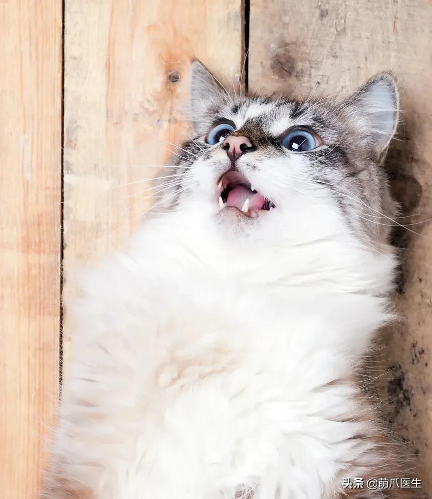 猫味道大是为什么,猫的味道和气味有什么区别