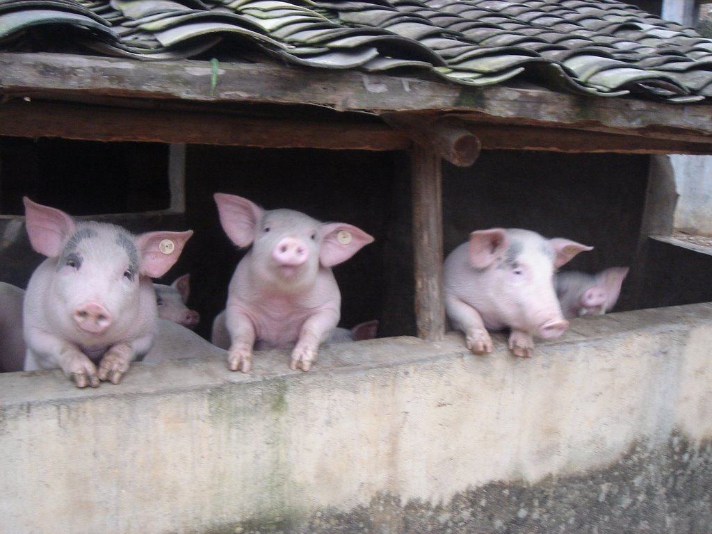 现在的农村发展什么项目能致富,农村未来发展赚钱的项目是什么