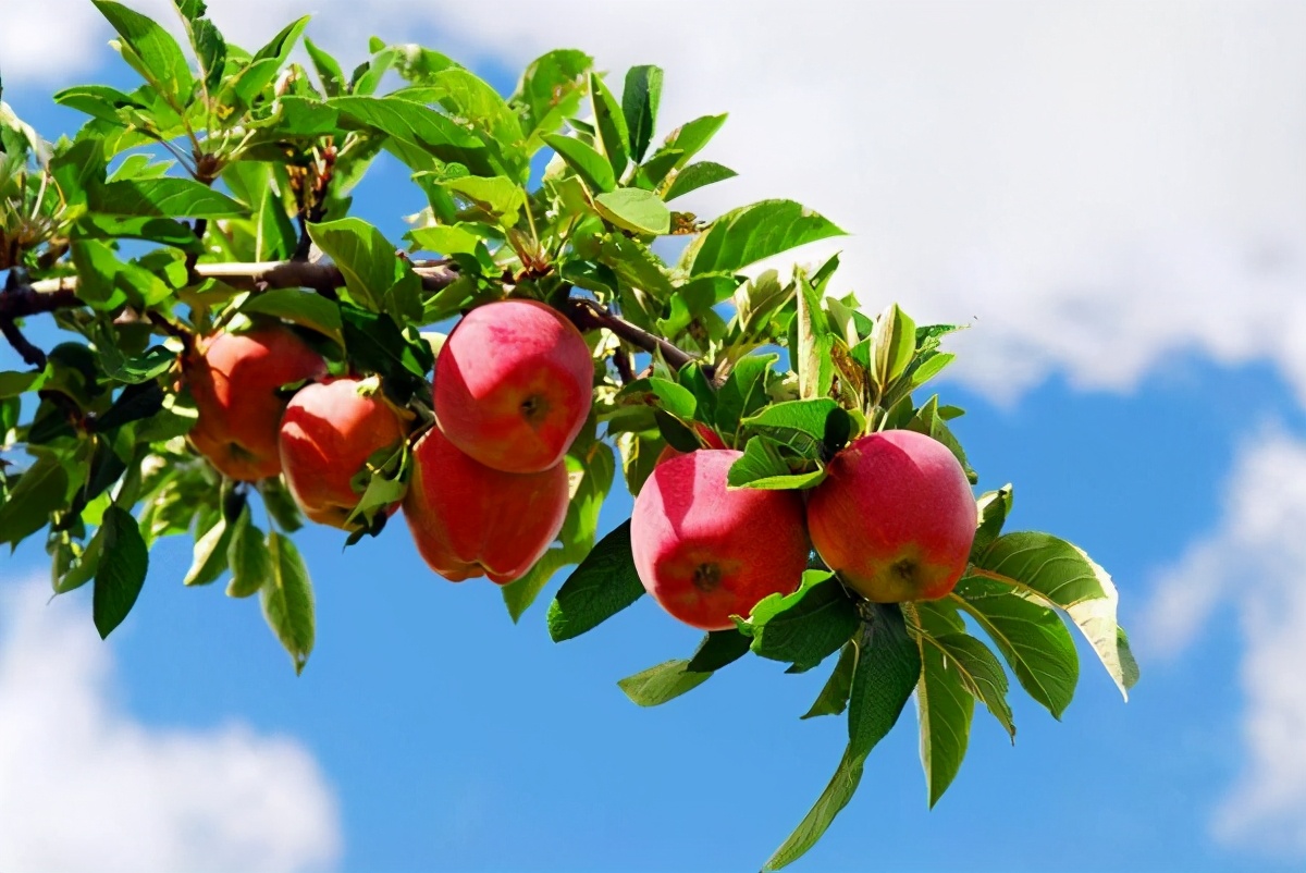 头皮发痒一抓有白泥怎么处理,头皮有小疙瘩发痒怎么回事