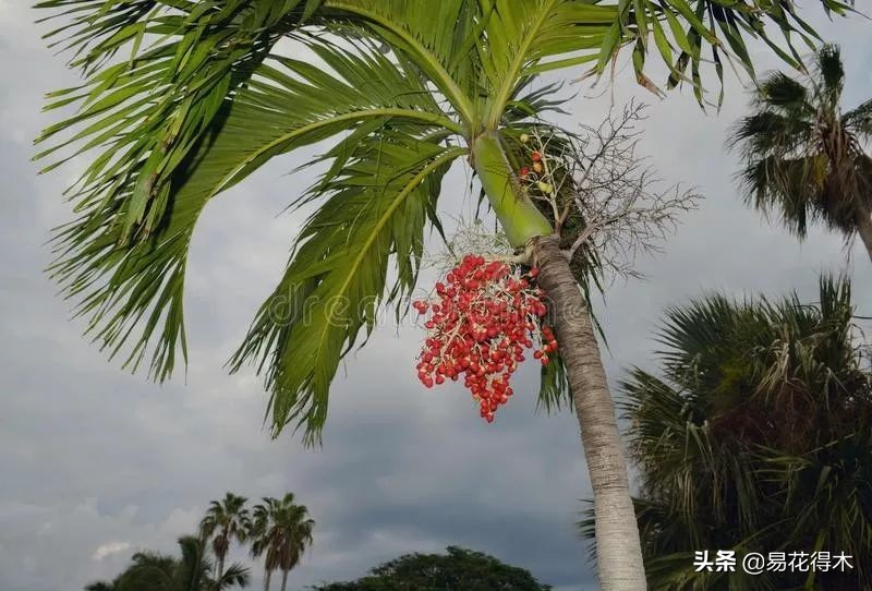 佛教的五树六花指的是什么,佛教五树六花是哪些植物