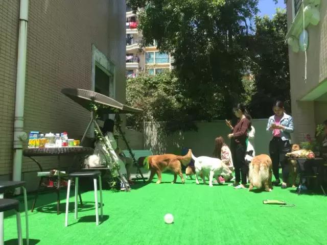 什么地方适合带猫狗玩耍,北京铲屎官可以带狗玩的地方