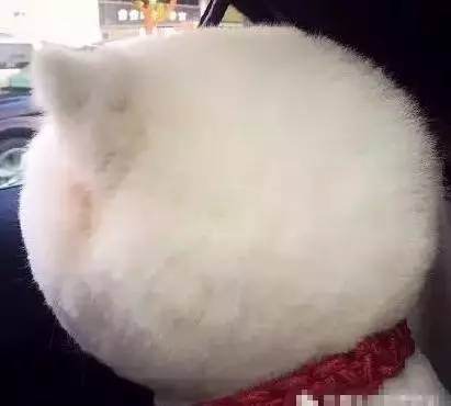 给萨摩耶犬剃毛,给萨摩耶剃毛怎么才能让它不动