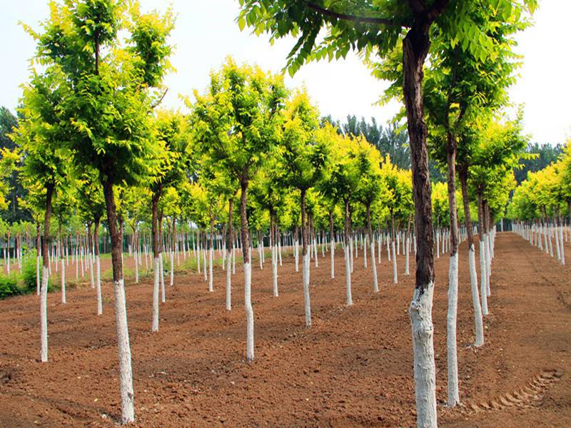 苗木价格怎么估算？看完定价八九不离十