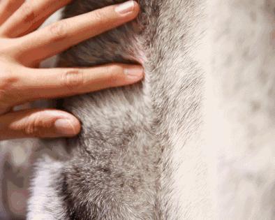 疫情过后买皮草好吗现在,这次疫情对皮草有影响吗