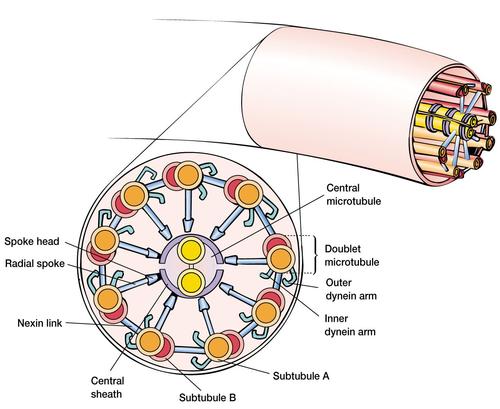 精子游动速度和什么有关,精子游动的能量是什么