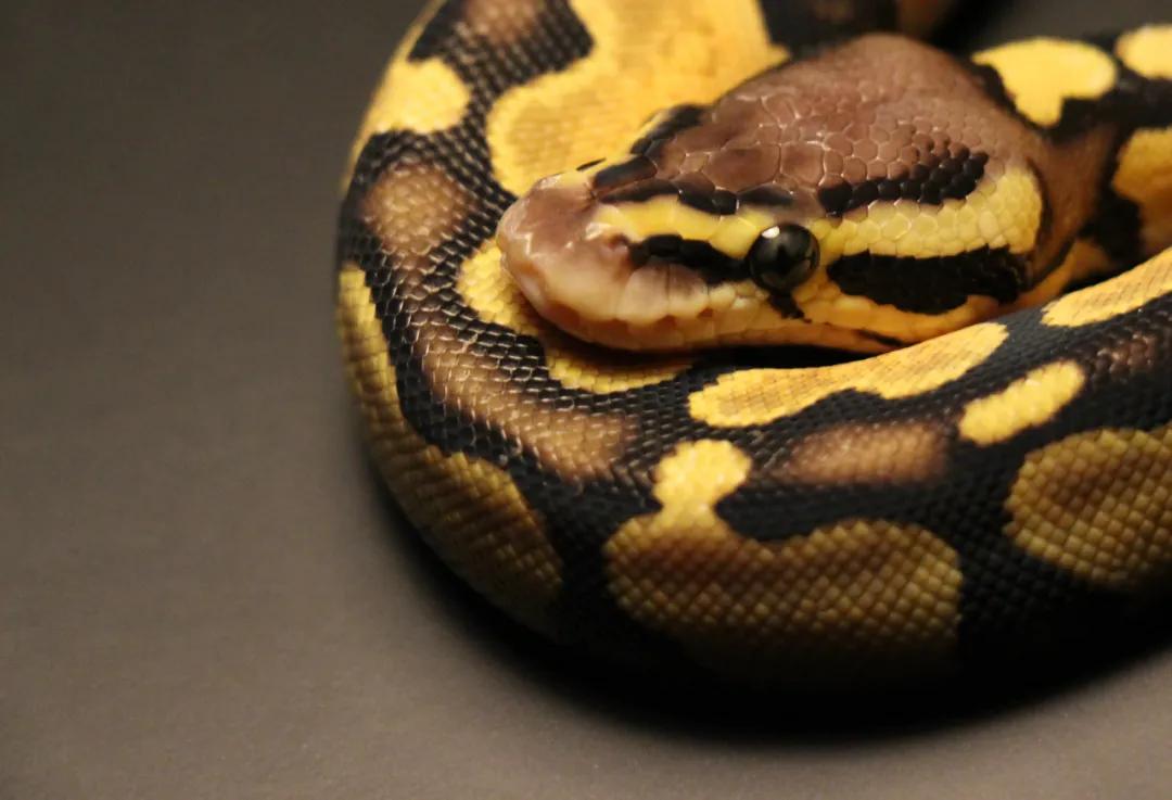 连续接诊10多例被虫咬,深圳毒蛇咬伤多吗