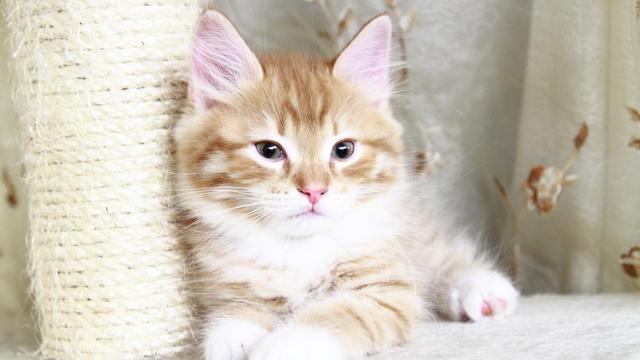 1000买猫，6000医，当你准备养猫时，坑就已经挖好了