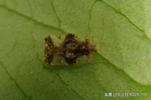 柑橘虫害高清图谱及防治方法,柑橘虫害物理消灭