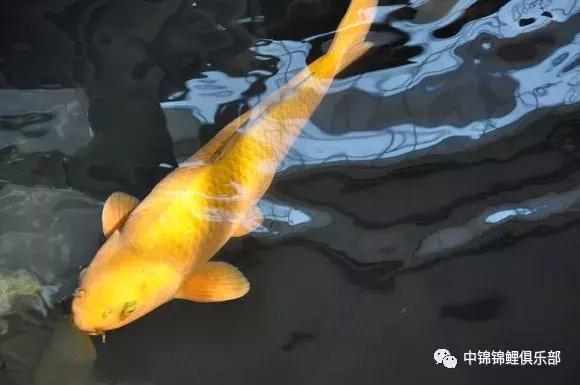 院子鱼池养入门锦鲤,新手养锦鲤和金鱼要用哪些设备