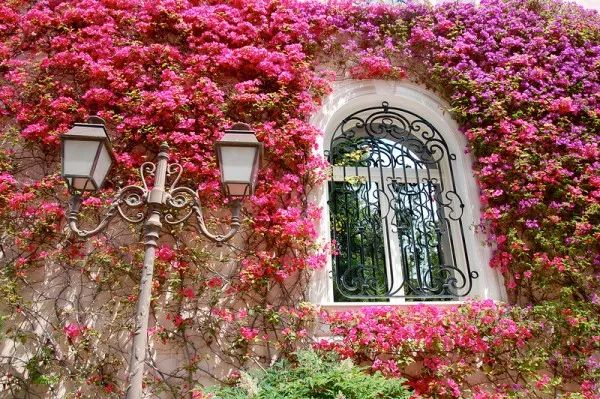 三角梅长蚜虫用哪种吡虫啉,三角梅有蚜虫用除虫剂几天喷一次