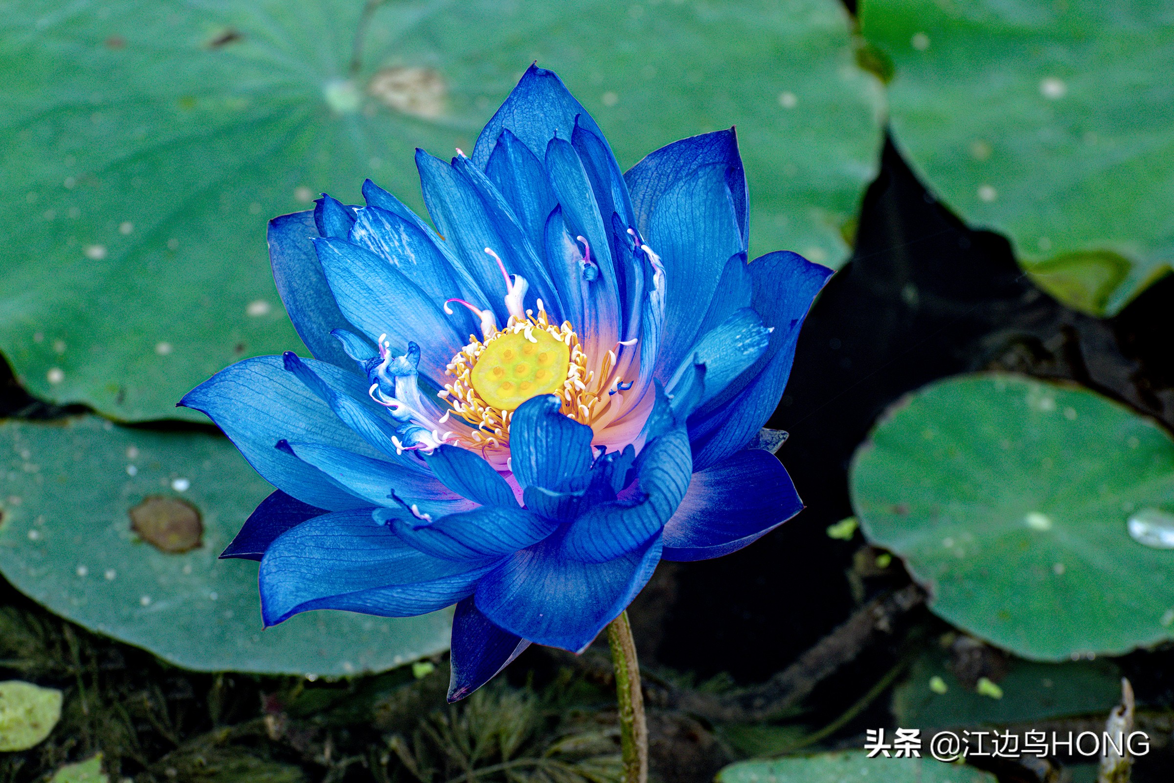 蓝莲花有第二季吗,蓝莲花怎么没有完整版