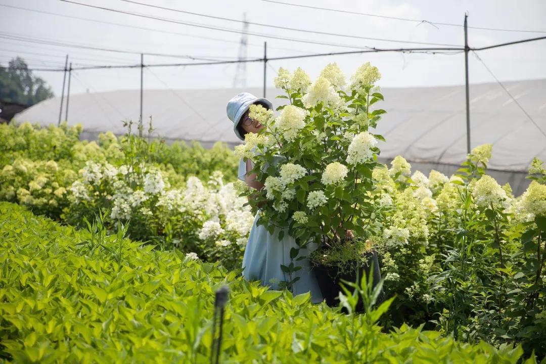 梦幻花园开园了！就在双流彭镇！免费的那种