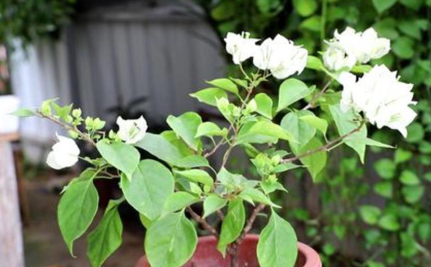 种植盆栽怎么学技术,最新种子种植攻略