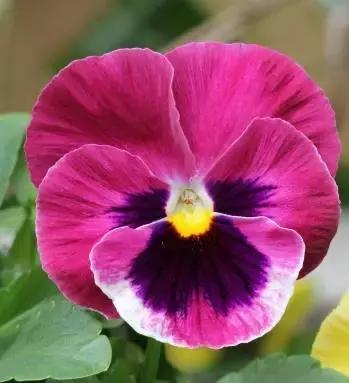 三色堇鬼脸花,三色堇为什么叫鬼脸花