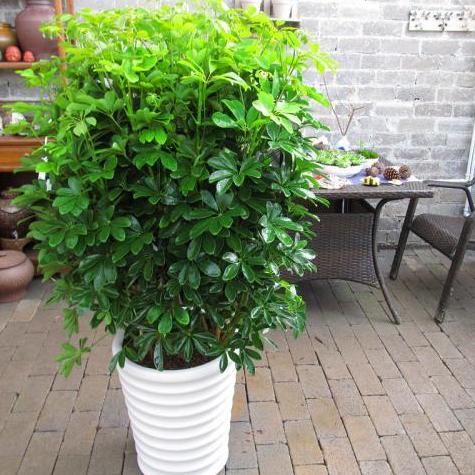 绿植盆栽室内绿萝吊兰,绿萝花卉盆栽除甲醛