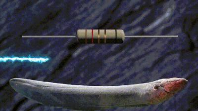 电鳗可以给手机充电吗,用电鳗给手机充电