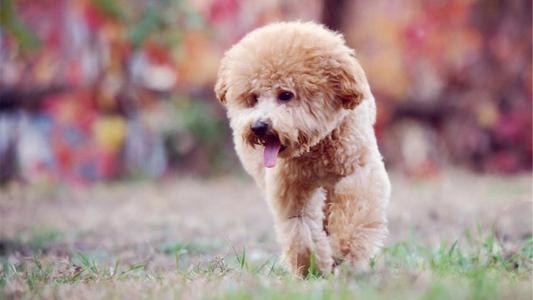 养泰迪有什么要注意的,养泰迪都是需要注意什么