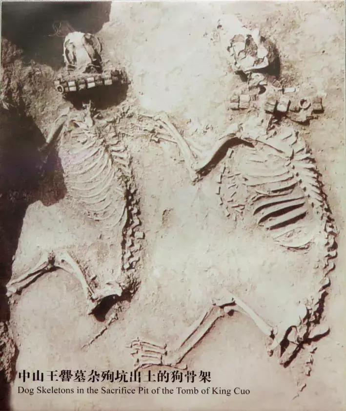 中国狗品种常见小型犬,狗狗种类中小型犬