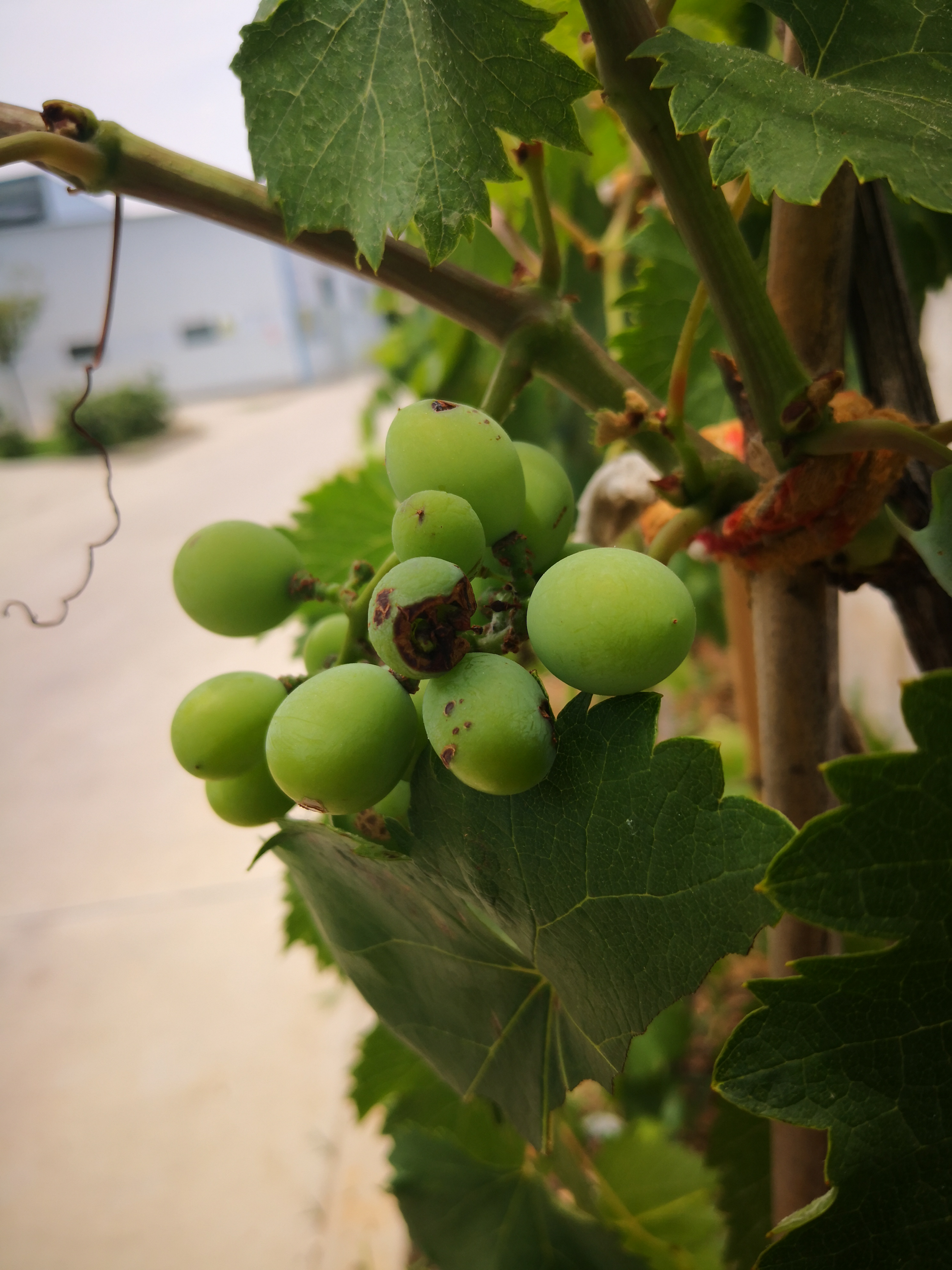 葡萄虫害防治大全,葡萄的主要虫害有哪些