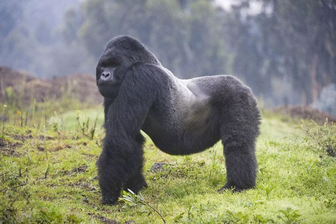 动物战斗力排行榜大象是最强的吗,史上最凶猛的动物平头哥