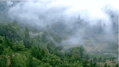 我们争分夺秒加班加点，就是为了奉上今春这第一波蒙顶皇茶！