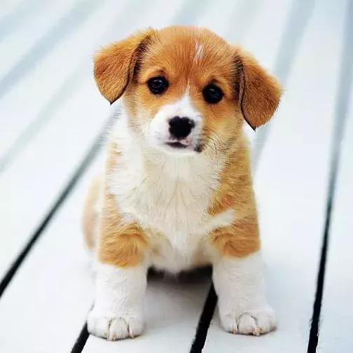 狗狗两腿内侧突然起红疹,狗狗身上起红疹用什么药