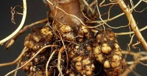 植物细菌病分类,植物细菌病害的识别依据