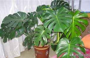 新房子客厅适合摆放的绿植吸甲醛,客厅什么盆栽好吸甲醛好养